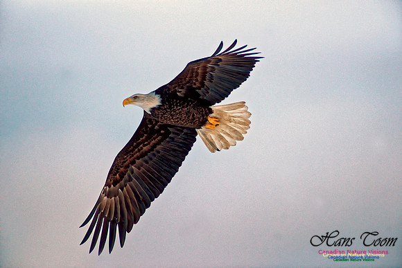 Bald Eagle 14