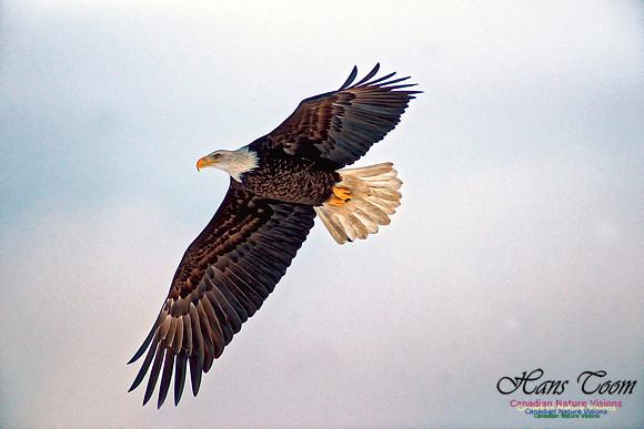 Bald Eagle 13