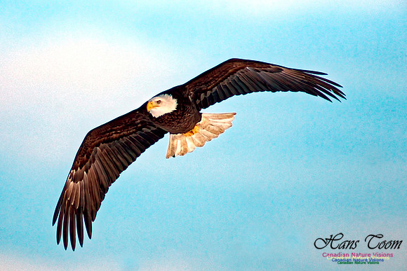 Bald Eagle 12