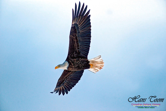 Bald Eagle 11