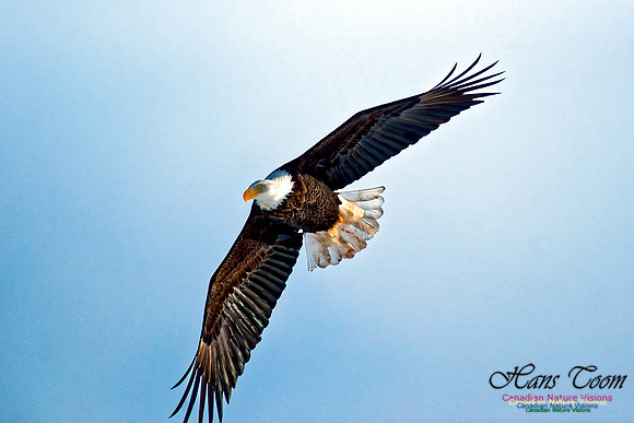 Bald Eagle 10