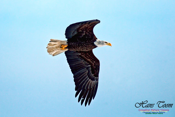 Bald Eagle 9