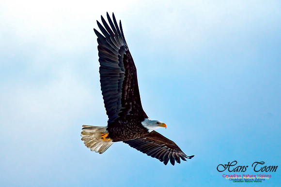 Bald Eagle 8