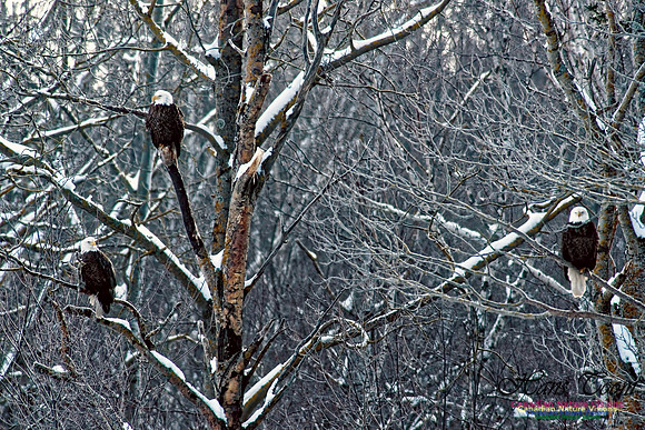Bald Eagle 7