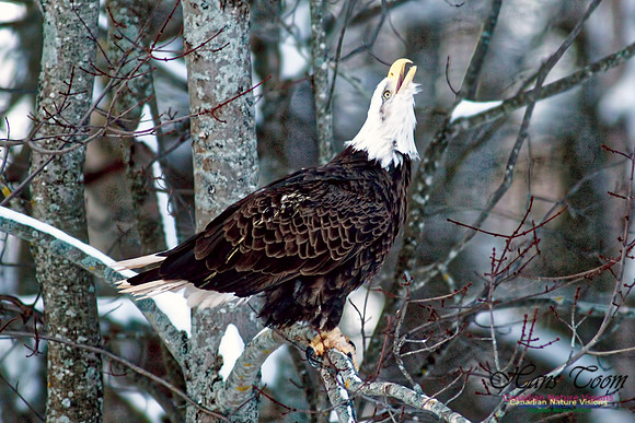 Bald Eagle 23