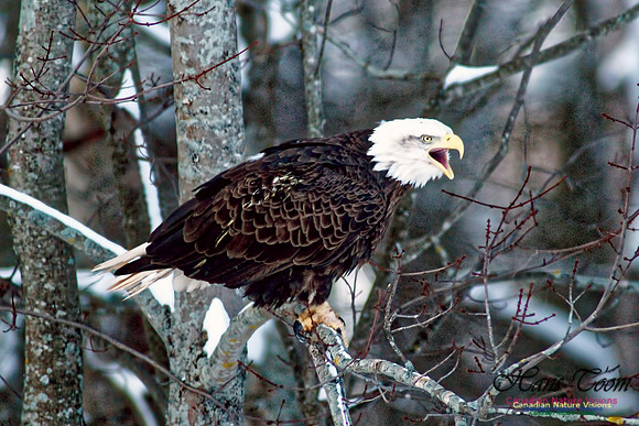 Bald Eagle 22