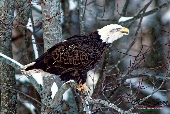 Bald Eagle 24