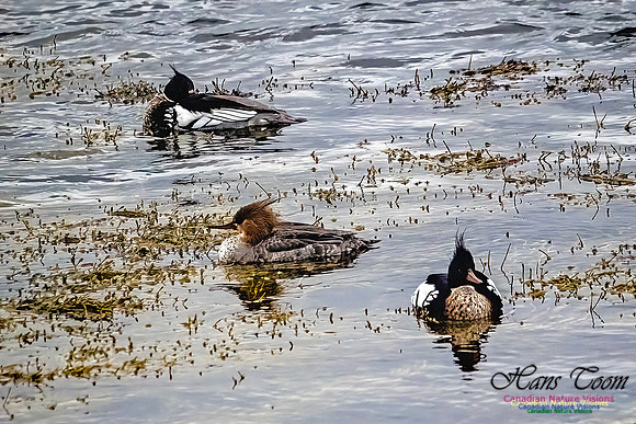 Red-breasted Merganser 404