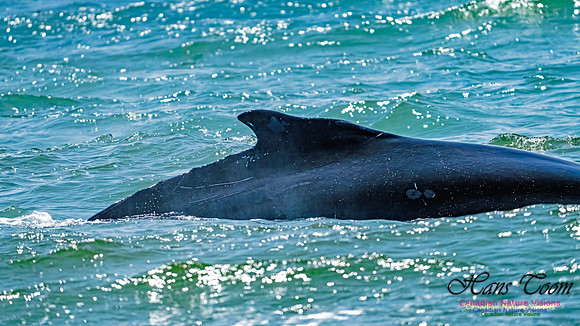 St. Vincent Whales and Gannets 106