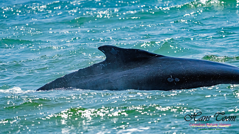 St. Vincent Whales and Gannets 106