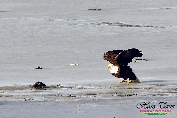 Eagle and River Otter 1