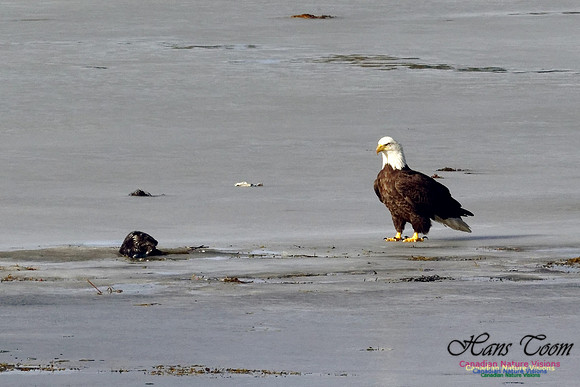 Eagle and River Otter 2