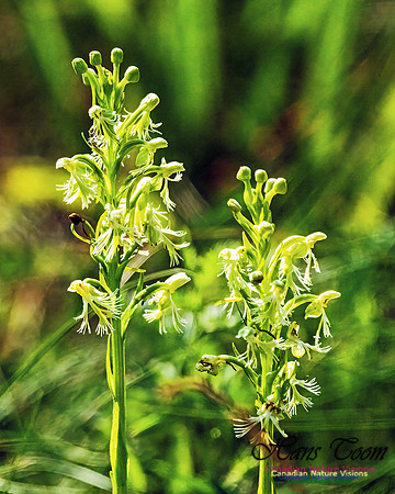 Ragged Fringed Orchid 100