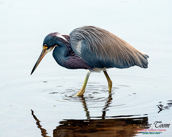 Tricoloured Heron 58