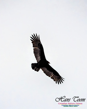 Turkey Vulture 108