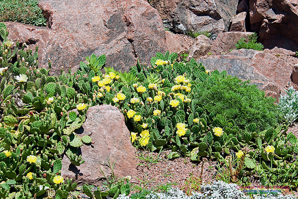 Agricultural College Rock Garden