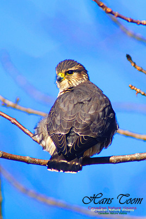 Merlin 2