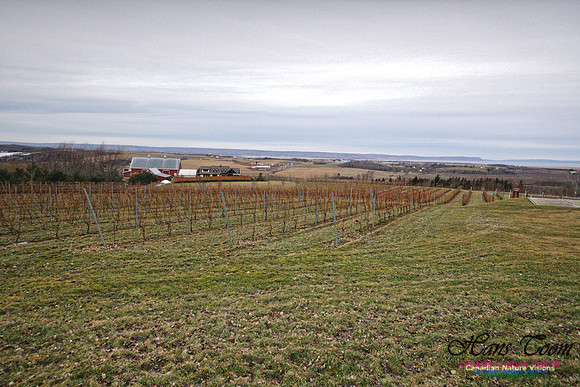 Wine Country 1