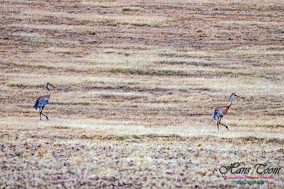 Sandhill Crane 802