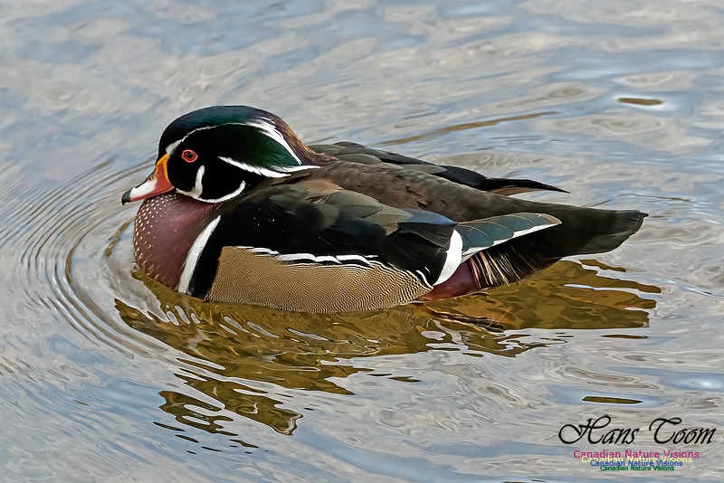 Wood Duck