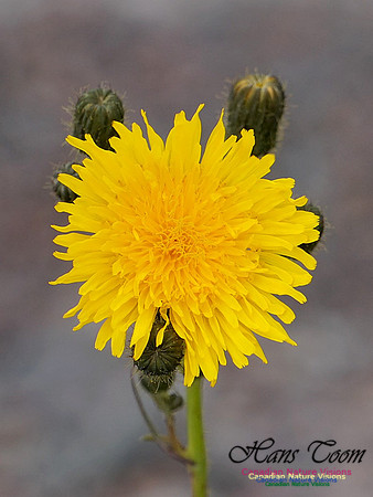 Canada Hawkweed 300