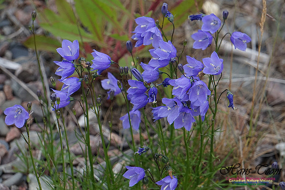 Harebell 102