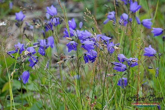 Harebell 101