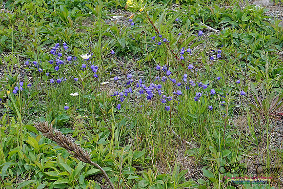 Harebell 100