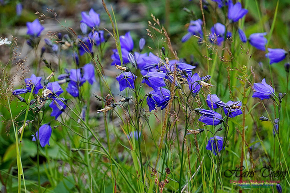 Harebell 103