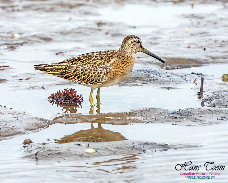 Short-billed Dowitcher 351