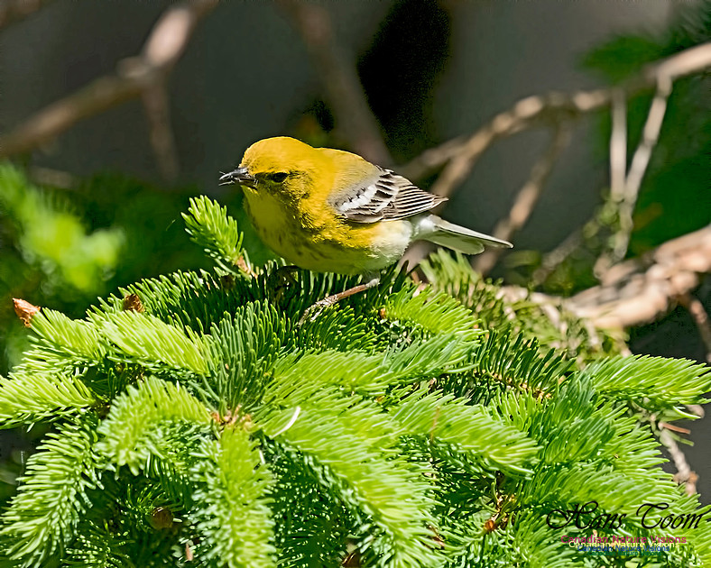 Pine Warbler 403