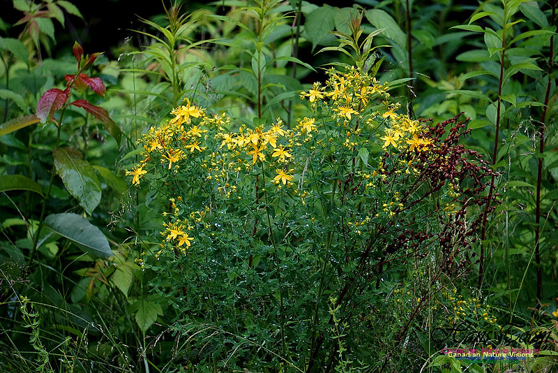 St. John's Wort 400