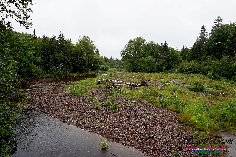 South Branch Apple River 100