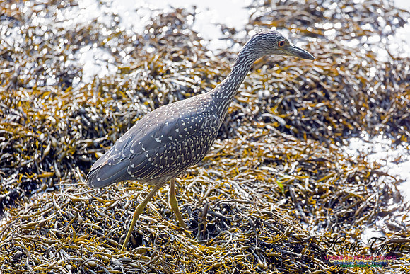 Yellow-crowned Night Heron 10