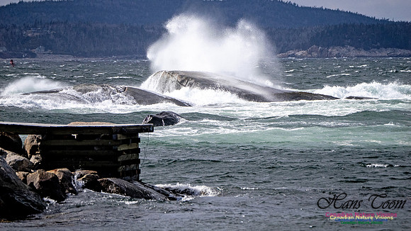 Coastal Tour 102