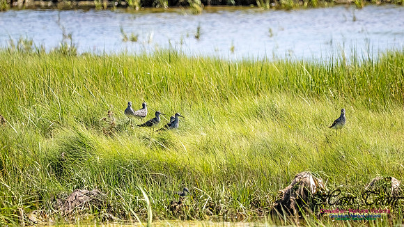 Short-billed Dowitcher 101