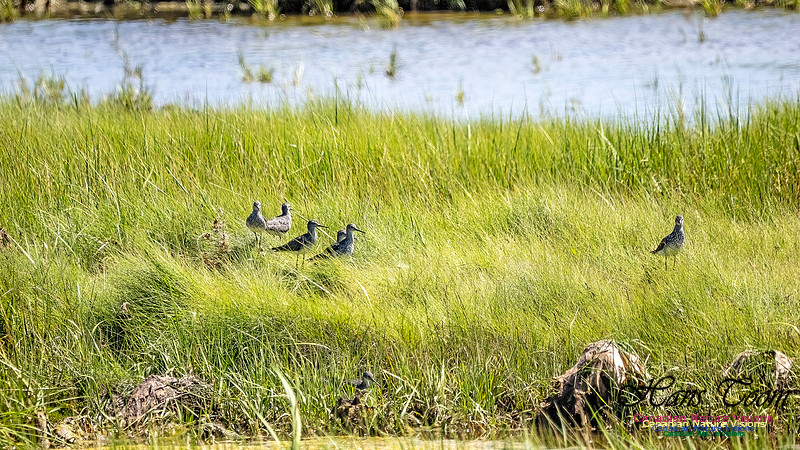 Short-billed Dowitcher 101