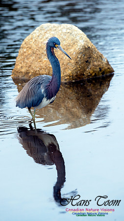 Tricoloured Heron 65