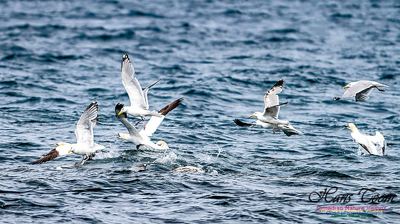 St. Vincent Whales and Gannets 130