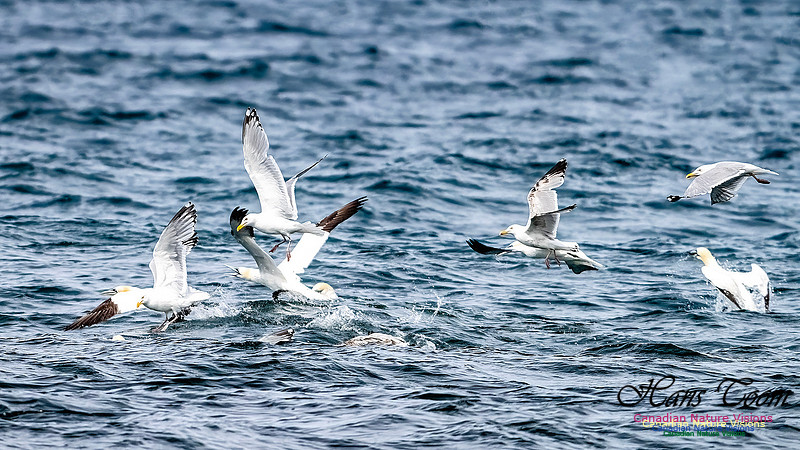 St. Vincent Whales and Gannets 130
