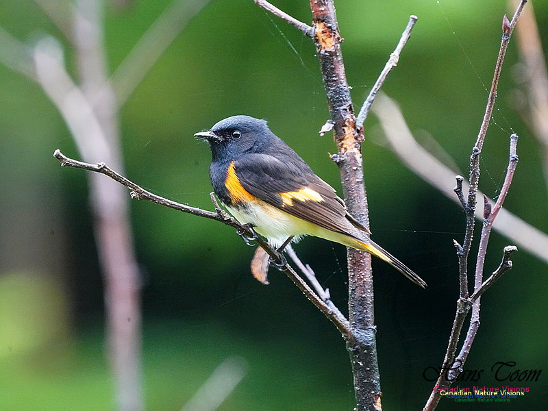 American Redstart 400