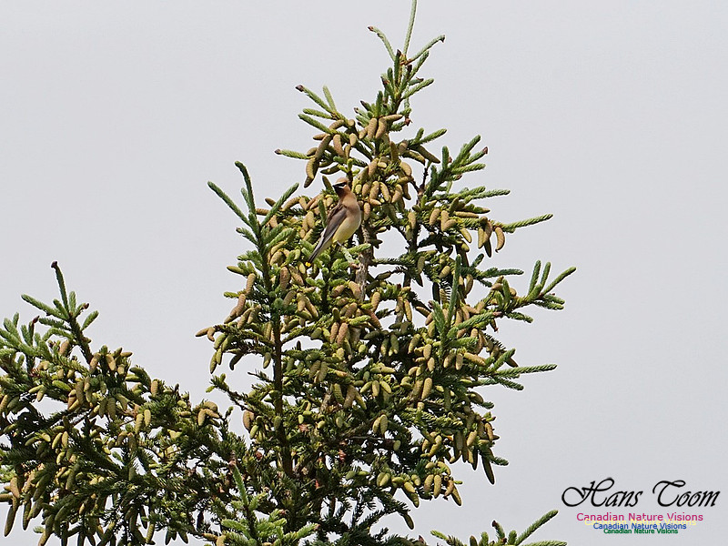 Cedar Waxwing 100
