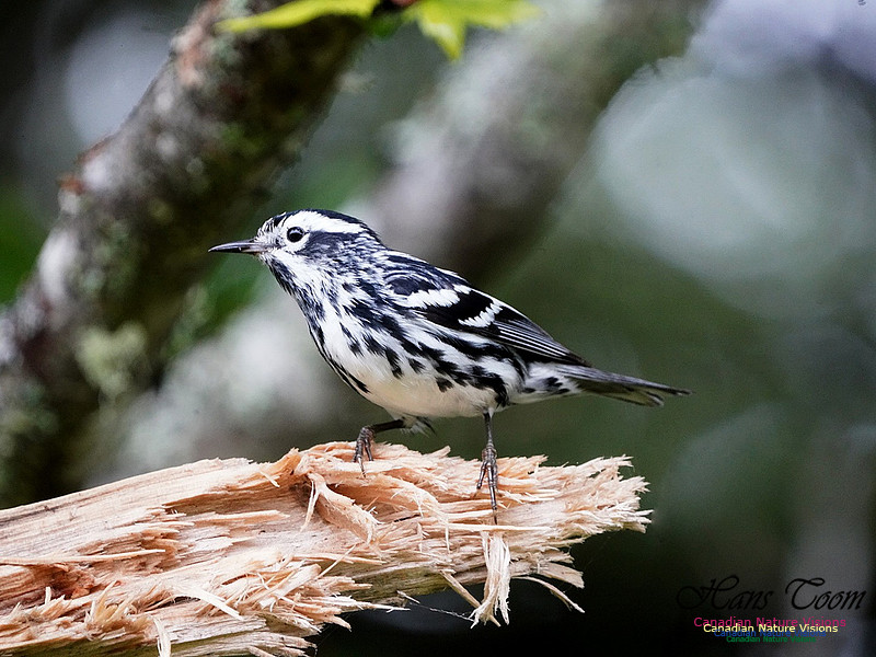 Black-and-White Warbler 100