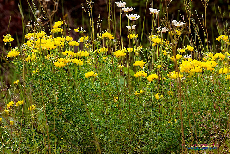 Birdfoot Trefoil 100