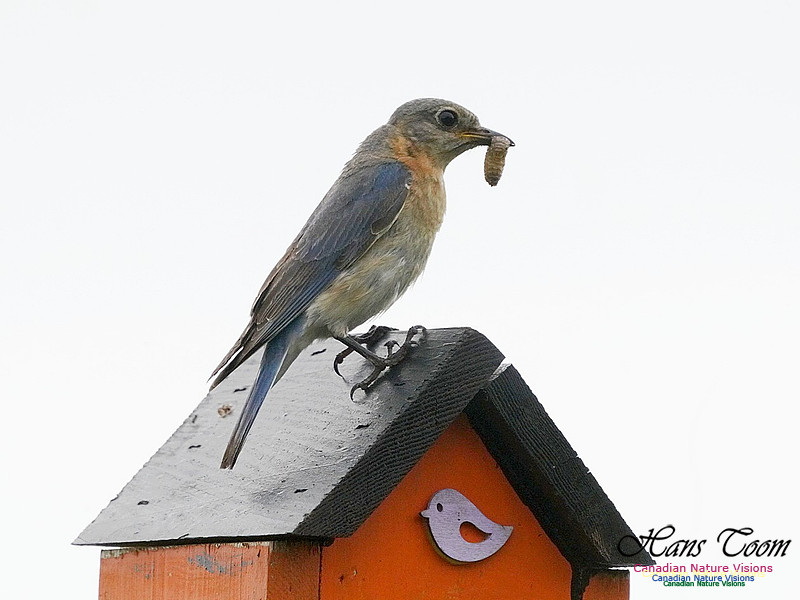 Eastern Bluebird 100