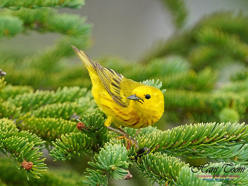 Yellow Warbler 101
