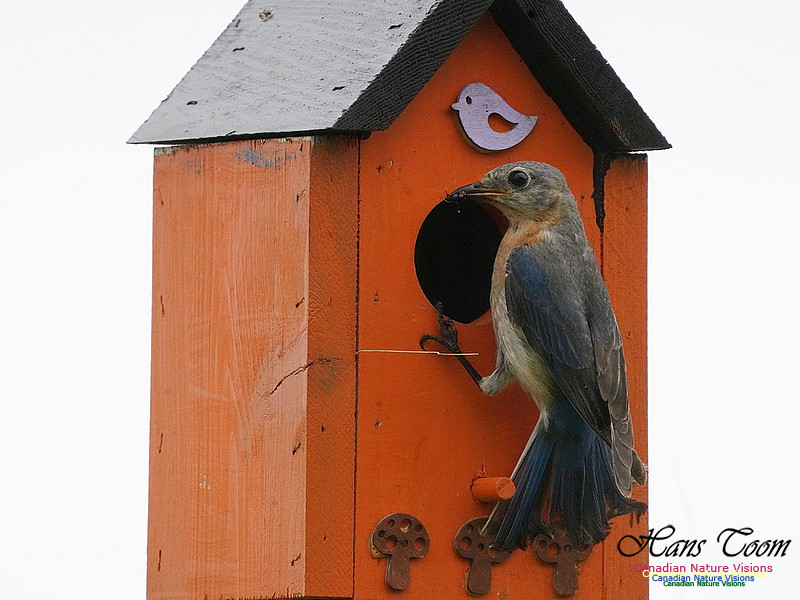 Eastern Bluebird 102