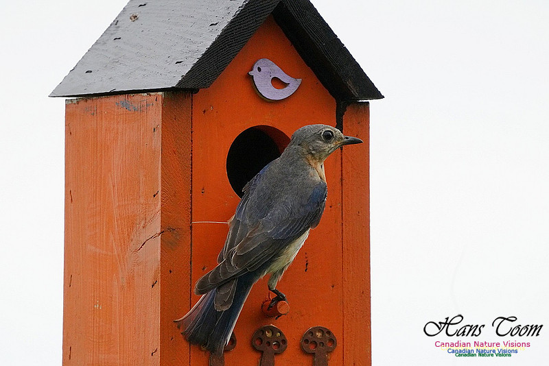 Eastern Bluebird 103
