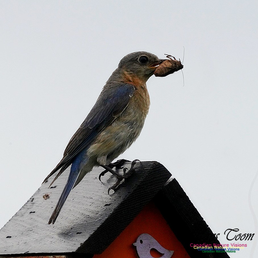 Eastern Bluebird 104