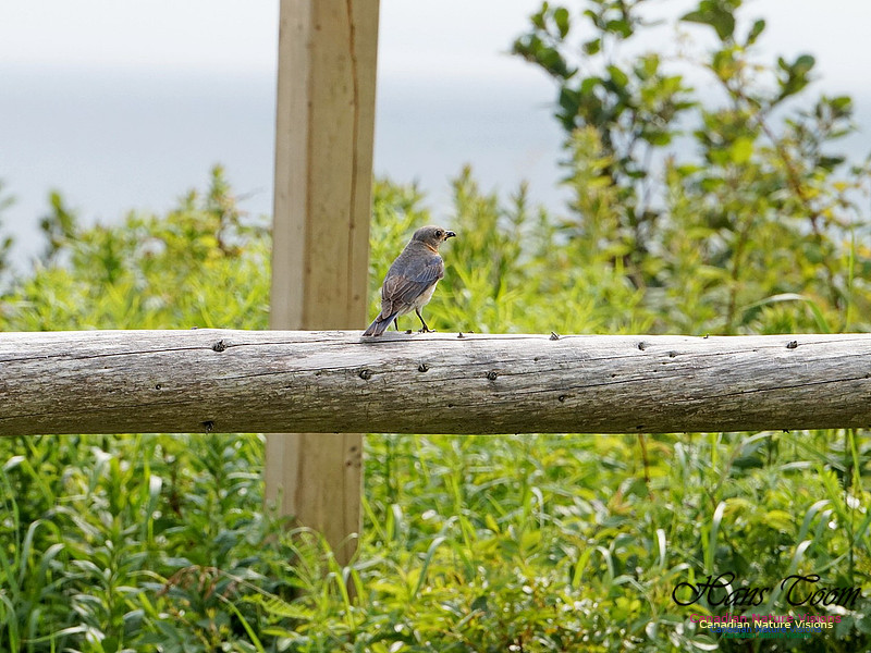 Eastern Bluebird 107